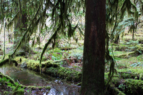 bright-witch: Hinterlands IV ◈ Pacific Northwest photography by Michelle N.W. ◈ ◈ Print Shop ◈ Blog 