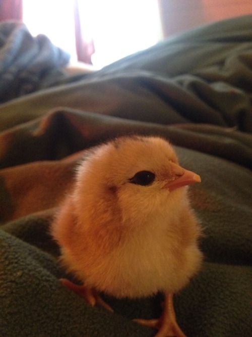 sparrf:sparrf:this baby chick is almost too perfect shes got eyeliner and look at those cheeks… she 