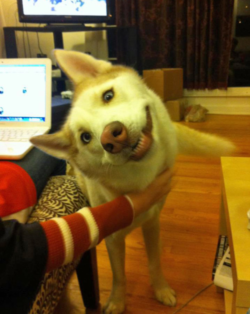 theinternetsanimals:   tastefullyoffensive:  Derpy Dogs (Part 1)Previously: Derpy Cats, Grinning Dogs  