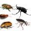 some-bugs-helping-you