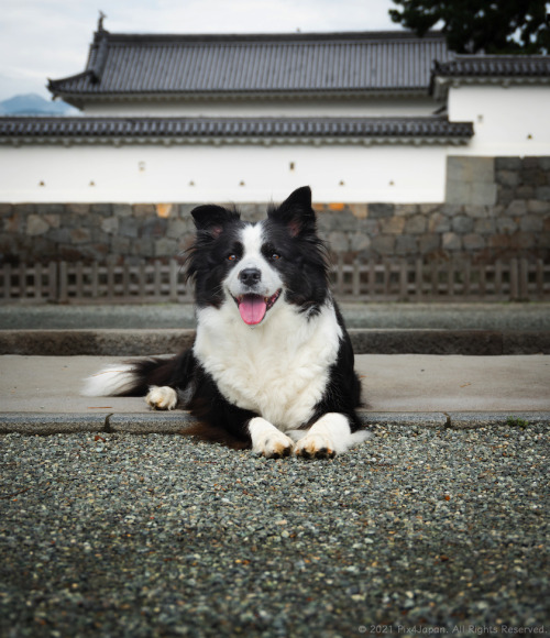Border Collie at Japanese CastleDale-chan the border collie relaxing in front of the Umadashi-mon ga