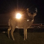 smallsouthbuck