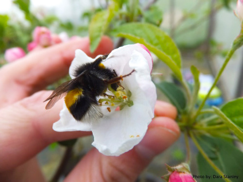 First study showing pesticide exposure can affect crop pollination by bees For the first time a