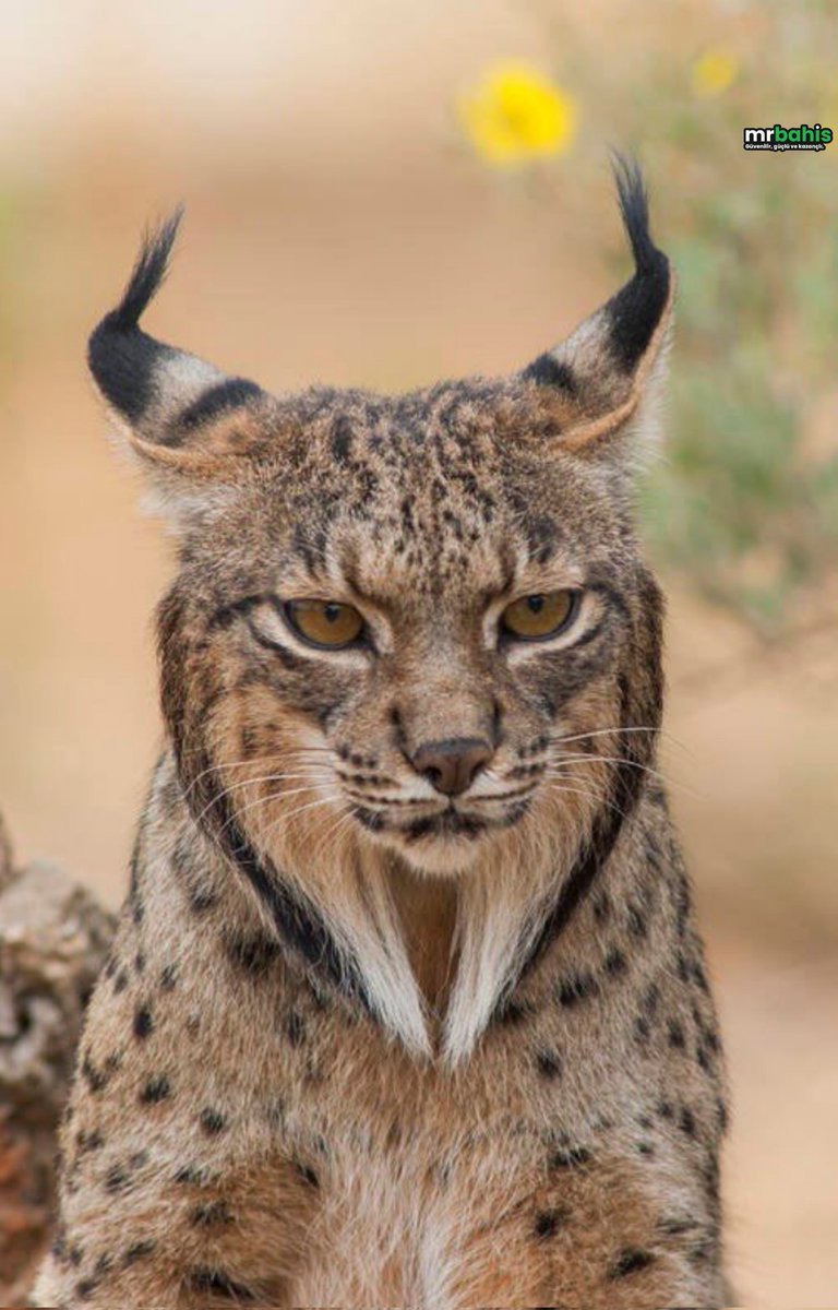 🐈 Dünyanın en nadir...