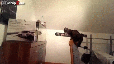 catsdogsgifs - More Funny GIFs hereoops