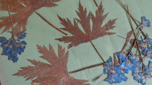 A vintage Flower Press
