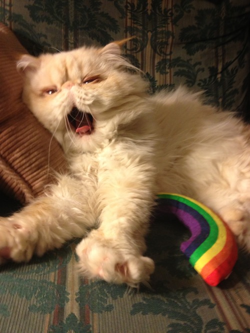 I am never tasting the rainbow again! submitted by www.facebook.com/LucifurFluffypants (Tumb