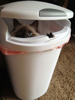 chazzam:  ellendegeneres:  Peek-a-boo  #cats that think they’re hiding 