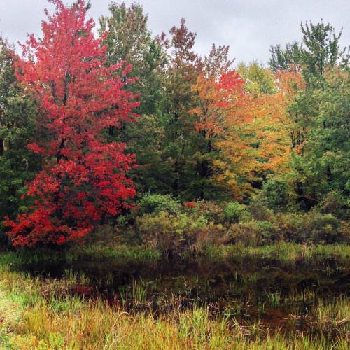 Just some more leaf peepin’ #autumn #fall #trees #landscape #forest #wetland #explore #NEPA #P