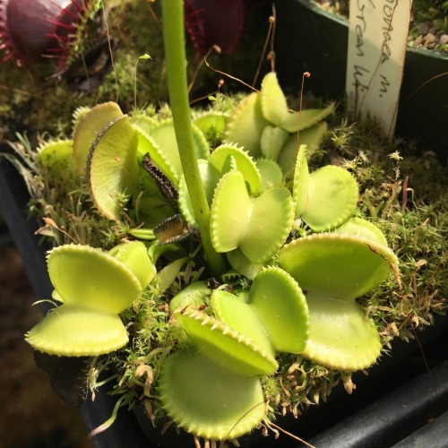 Dionaea m. ‘Green Wizard’ has these tiny little serrated teeth that turn inward on rathe