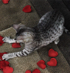 hearts&magic