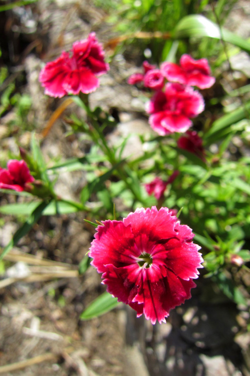 April 2015 - Dianthus survival of the fittest winnerThese are the last of the discount Dianthus I pi
