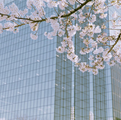 dreams-of-japan:  Sakura Day by shuji+ on Flickr.