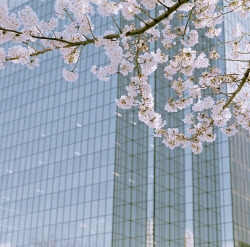 yudoku:  Sakura Day by shuji hiramatsu 
