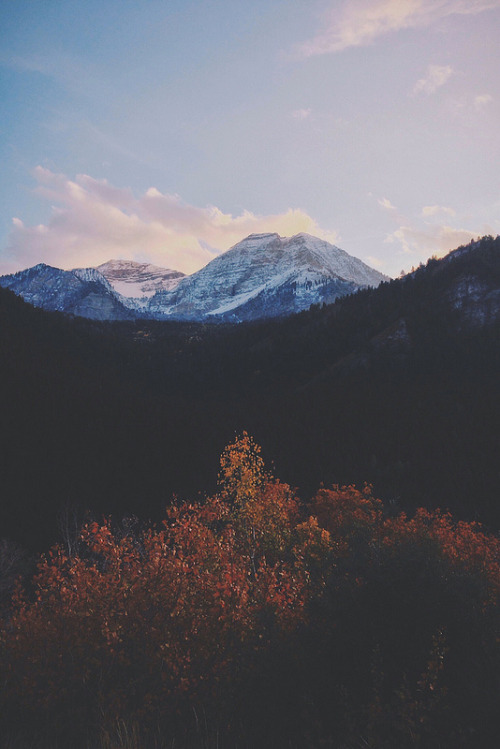 riverofbones:  vintage blog ❂