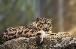 jaws-and-claws:  Wild cat by *m-eralp