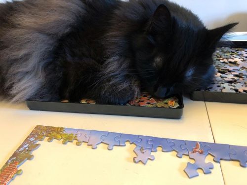 Me: *buys puzzle trays* I’m so smart. I can work and the cats can’t lay on the pieces.
Boris: False.
https://www.instagram.com/p/CkB4ywKpdBFuzP8AKyYJzZFcdIW5tAtVnSF8YE0/?igshid=NGJjMDIxMWI=