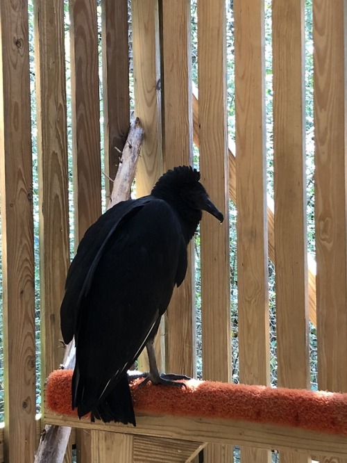 During the past 5 days, we have performed surgeries on two black vultures to repair tarsometatarsus 