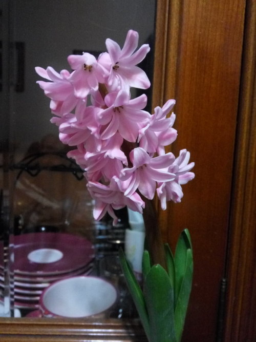 2/Nov/2017 Mom brought a cute hyacinth today. 2 days ago I planted some bulbs from grandpa&rsquo