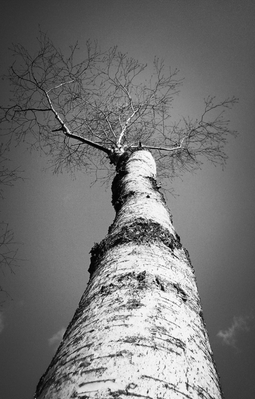 Along the birch tree
by Саша Матвіюк