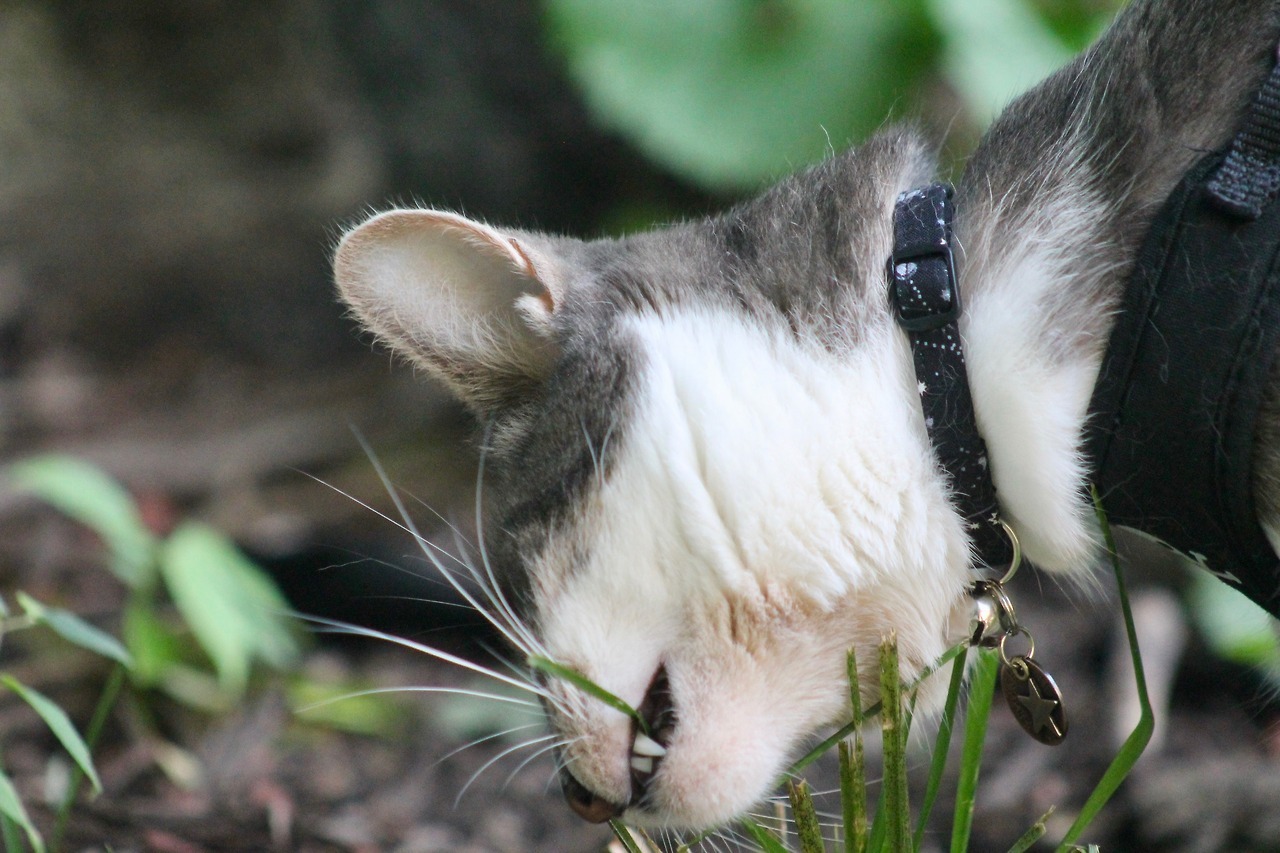vet-and-wild:  Following my lengthy text post about why outdoor cats are bad, here’s