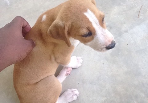 nikepapi:  this is my new dog!!!