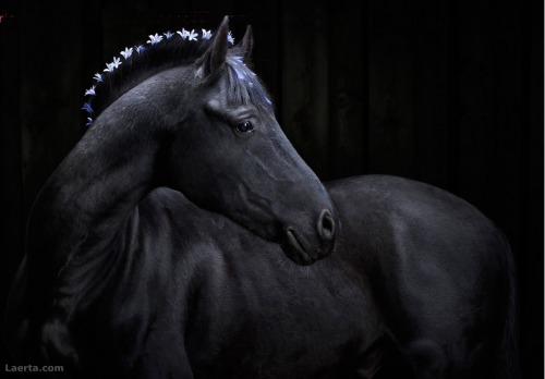 lorijoloveshorses:  floralls:   imagination by Svetlana Petrova     Gorgeous Horses!!! Love this! 
