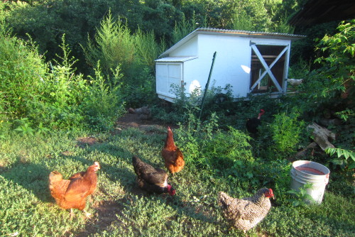 Late July 2016 - Community Garden Visit - Pearson part 3Chickens, bless their hearts, are not very b