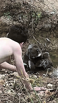 thenatsdorf:Baby koala bonds with human. [full video]