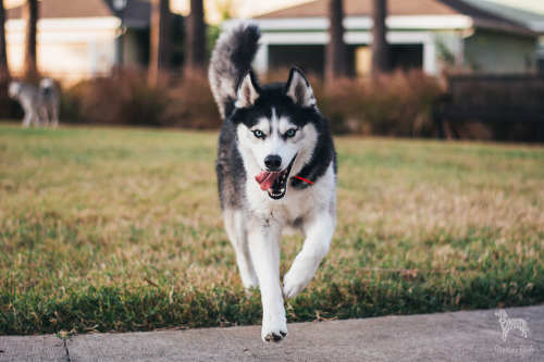huskyhuddle:Rail against your dying day..