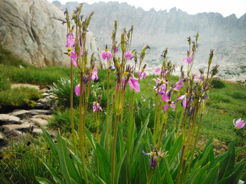 These grassy lanes are filled with flowers, like these patches of Alpine Shooting Star, Dodecatheon 