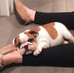 ilove-englishbulldogs:  When you finally get home after a long day but don’t want to do anything bc you’re too cute 