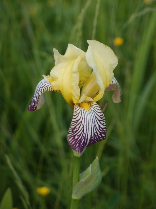 Iris germanica — German iris