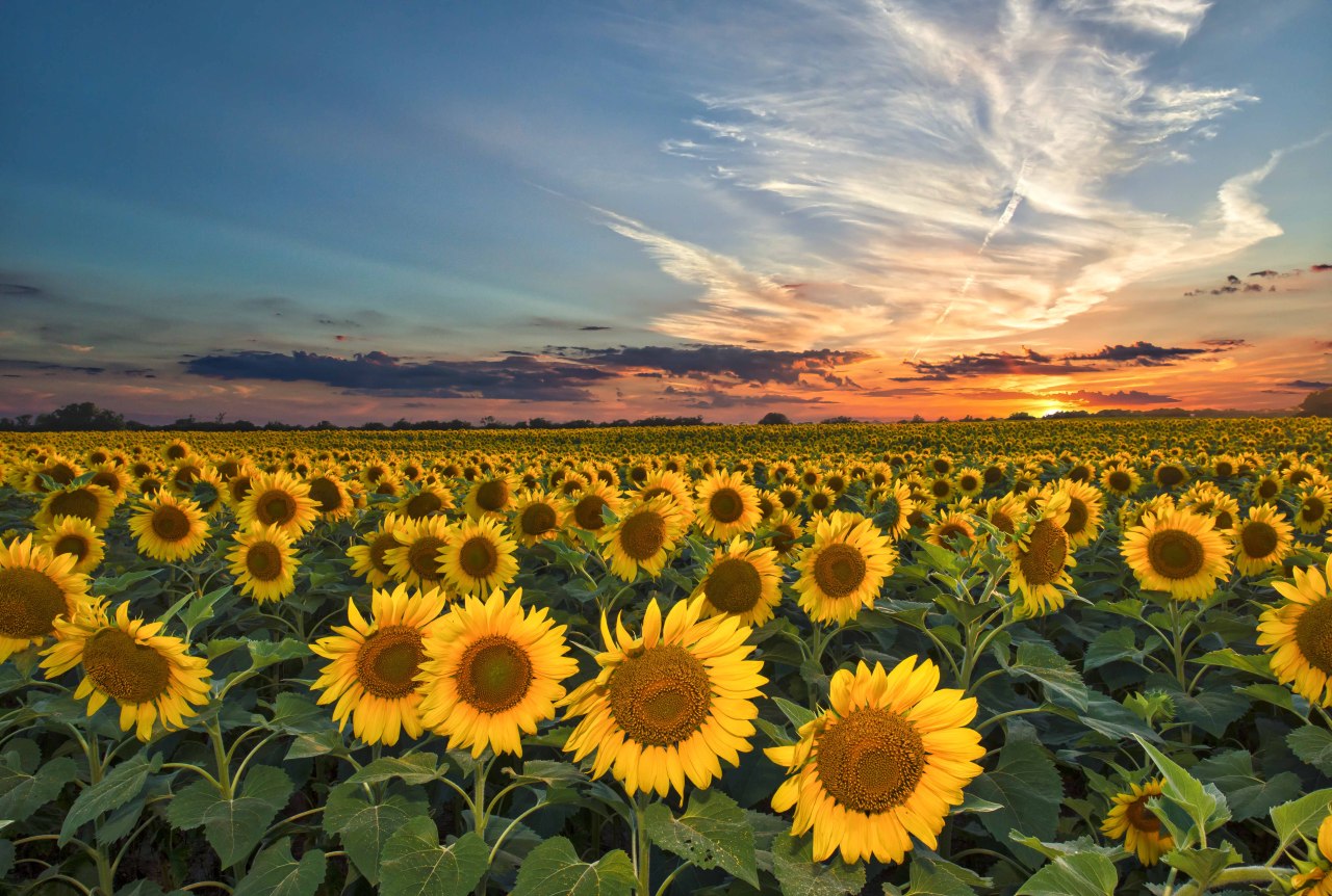 smithsonianmag:
“ Photo of the Day: Sunflower Sunset
Photo by Tod Grubbs (Spicewood, TX, USA); Hillsboro, TX, USA
”