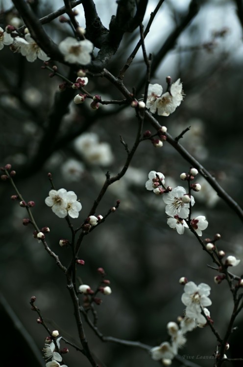 uyamt: 梅 　「玉英（ぎょくえい）」 Ume blossoms / Japanese apricot