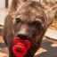 snuffbaitpup
