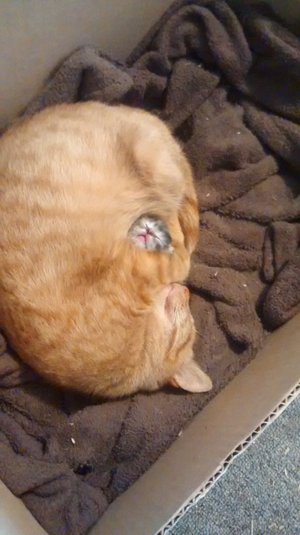 awwww-cute:My cat guarding her first and only baby