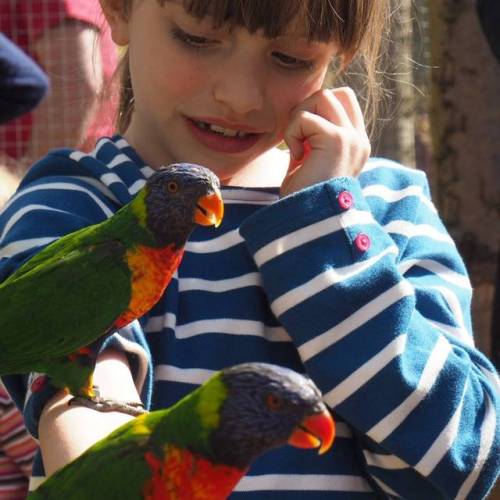 Lovely day with the Lorikeets and Lemurs of Longleat for Tabitha’s 8th birthday yesterday. Today we spent 6 hours in a van collecting a big battered dinosaur head from Buckinghamshire…
#lorikeet #longleat #daughter