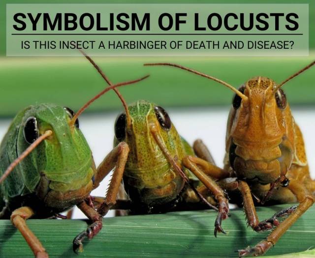insect Symbolism On Tumblr insect-symbolism-on-tumblr