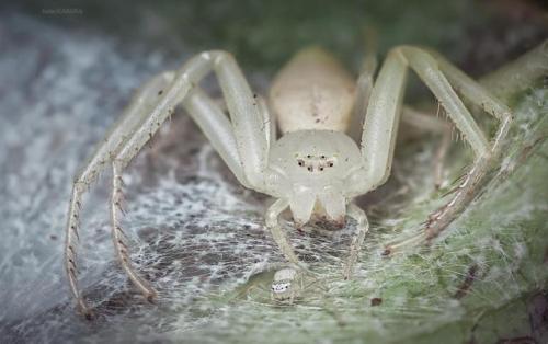 Mother &amp; sling {Thomisidae/Crab Spider} [OC] [2035x1277]