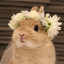 sunnybunny3568