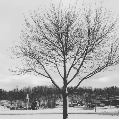 theagenderprince:  March just won’t let go of winter. 