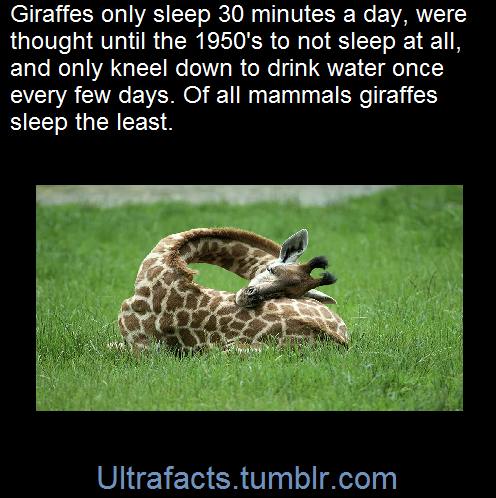 ultrafacts:    (Fact Source) for more facts, follow Ultrafacts    