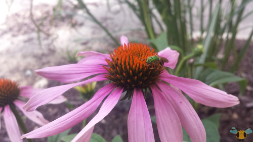 Bicolored Striped-Sweat Bee - Agapostemon virescensMost Bees are associated with colors like yellow 