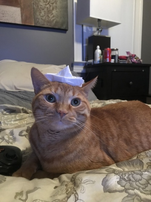 mspukesalot:This is Koopa. He works part time at Good Burger. His job is hard and makes him sleepy. 