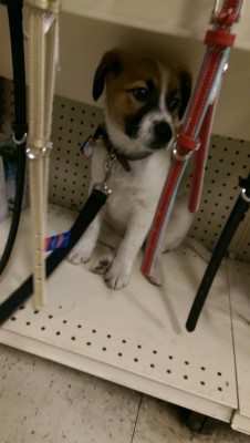 omgbuglen:  She was afraid of the other dogs barking at the store, so she climbed on the bottom shelf and tried to hide.