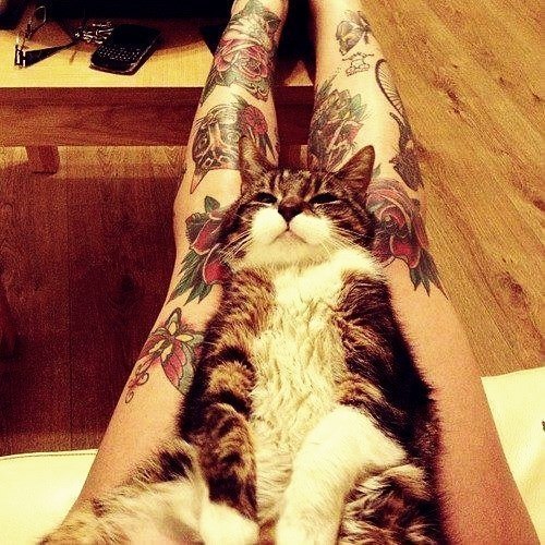 massblog021:  Tattoo cats ^_^ 