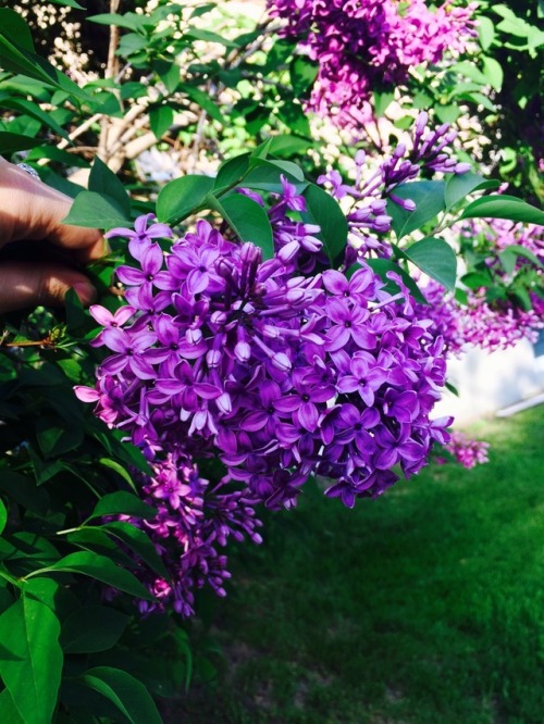 thecoffeetragedy: guess what’s blooming right now! Lilacs!