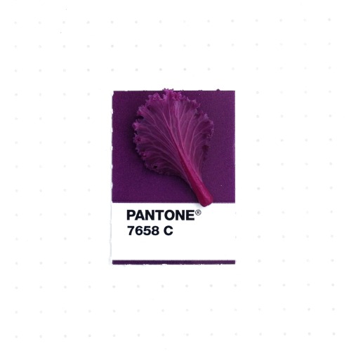 tinypmsmatch:Pantone 7658 color match.  A leaf from my ornamental cabbage.