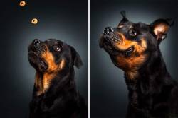 sixpenceee:  Dogs photographed as they are about to catch a treat. These photos were taken by Christian Vieler. 